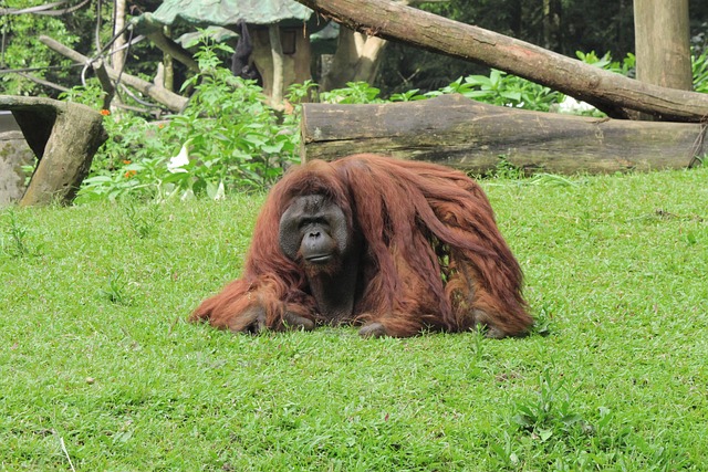 Free Orangutan Monkey photo and picture