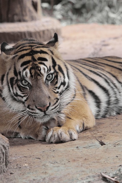 Free Tiger Animal photo and picture