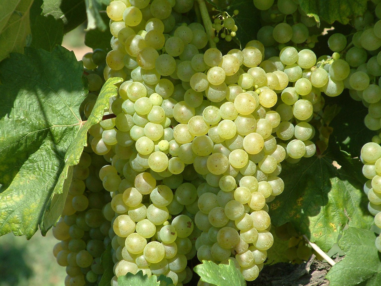 Grape Table Grapes Bunch Of Free photo on Pixabay Pixabay