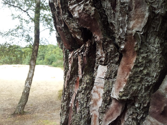 Træ, Bark, Træstamme, Skov, Natur