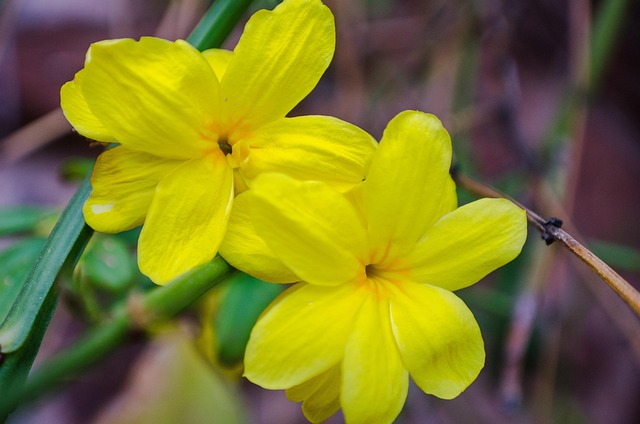 Free Flower Flowers photo and picture