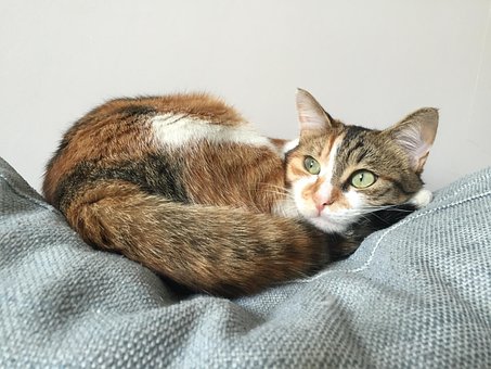Gato, Gatito, Animales, Cabello, Ojos