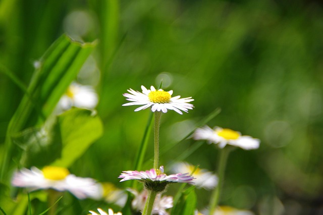 Free Daisy Lawn photo and picture