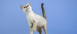 cat, kitten, feline