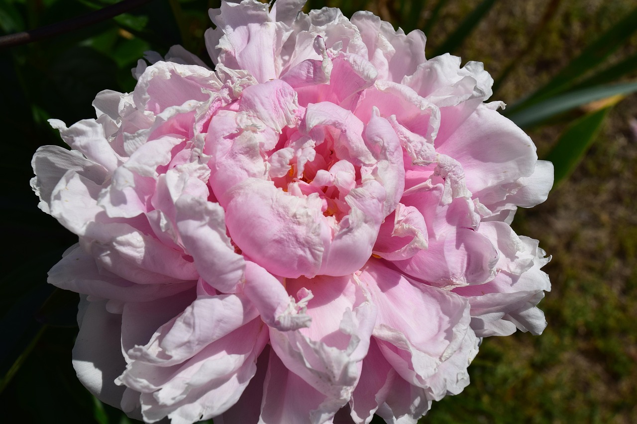 Pivoine Rose Fleur Photo Gratuite Sur Pixabay Pixabay