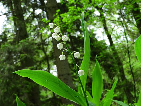 Lily Of The Valley, Forest Lily Of The Valley, Forest
