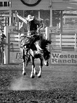 horse, rodeo, cowboy