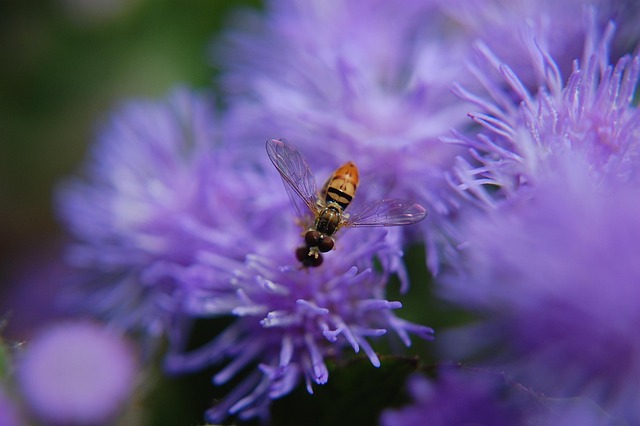 Free Flower Insect photo and picture