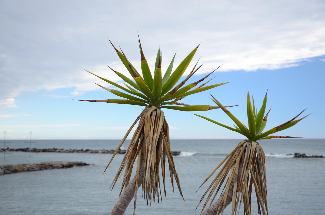 Palma Agave - Kostenloses Foto auf Pixabay