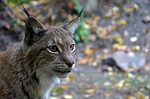 lynx, cat, wild