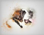 dog, saint bernard, pet