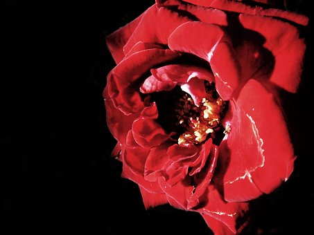 Free Rose Rose Flower photo and picture