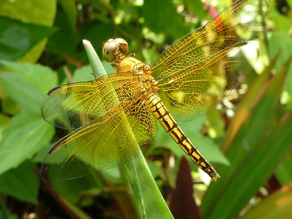 Dragonfly Golden Philippines - Free photo on Pixabay - Pixabay