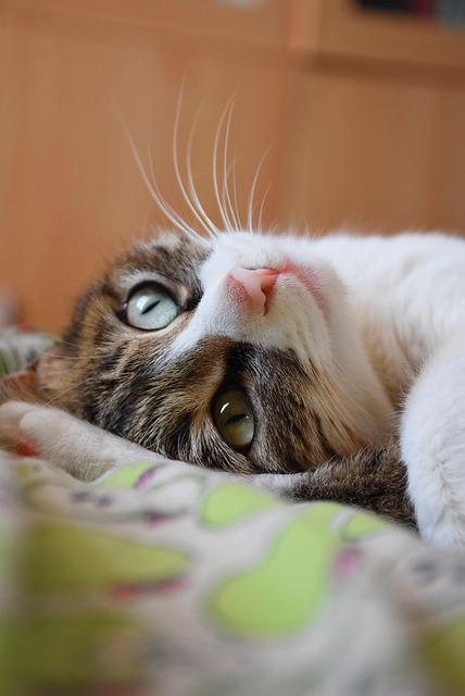 Free Cat Pets photo and picture