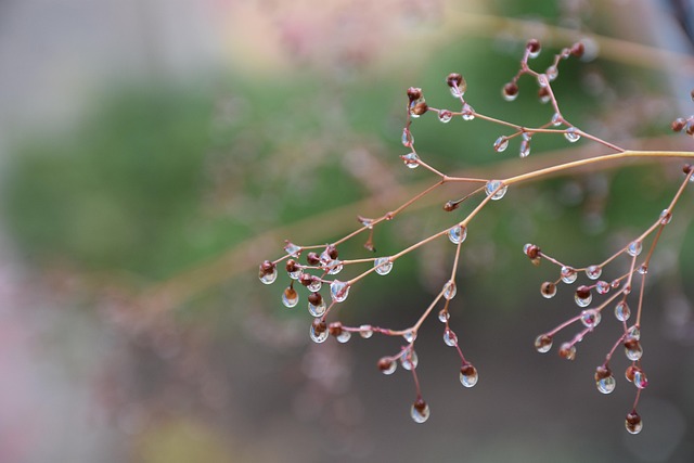 Free Water Droplets Rainwater photo and picture