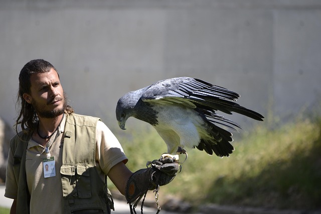 Free Birds Of Prey Booted Eagle photo and picture