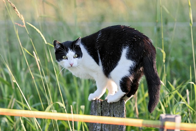 Free Cat Fence Post photo and picture