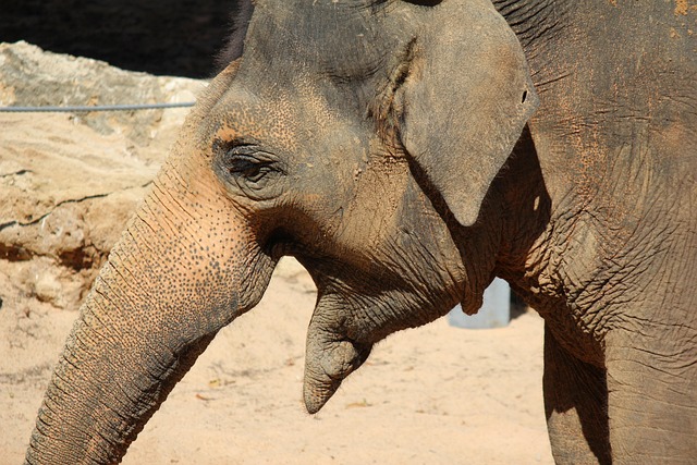 Free Elephant Animal photo and picture