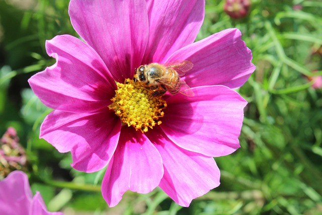 Free Flower Blossom photo and picture