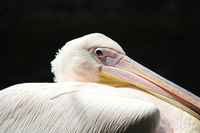 Free Pelican Animal photo and picture