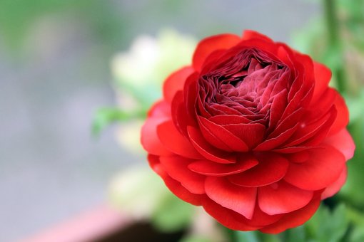 Free Ranunculus Blossom photo and picture