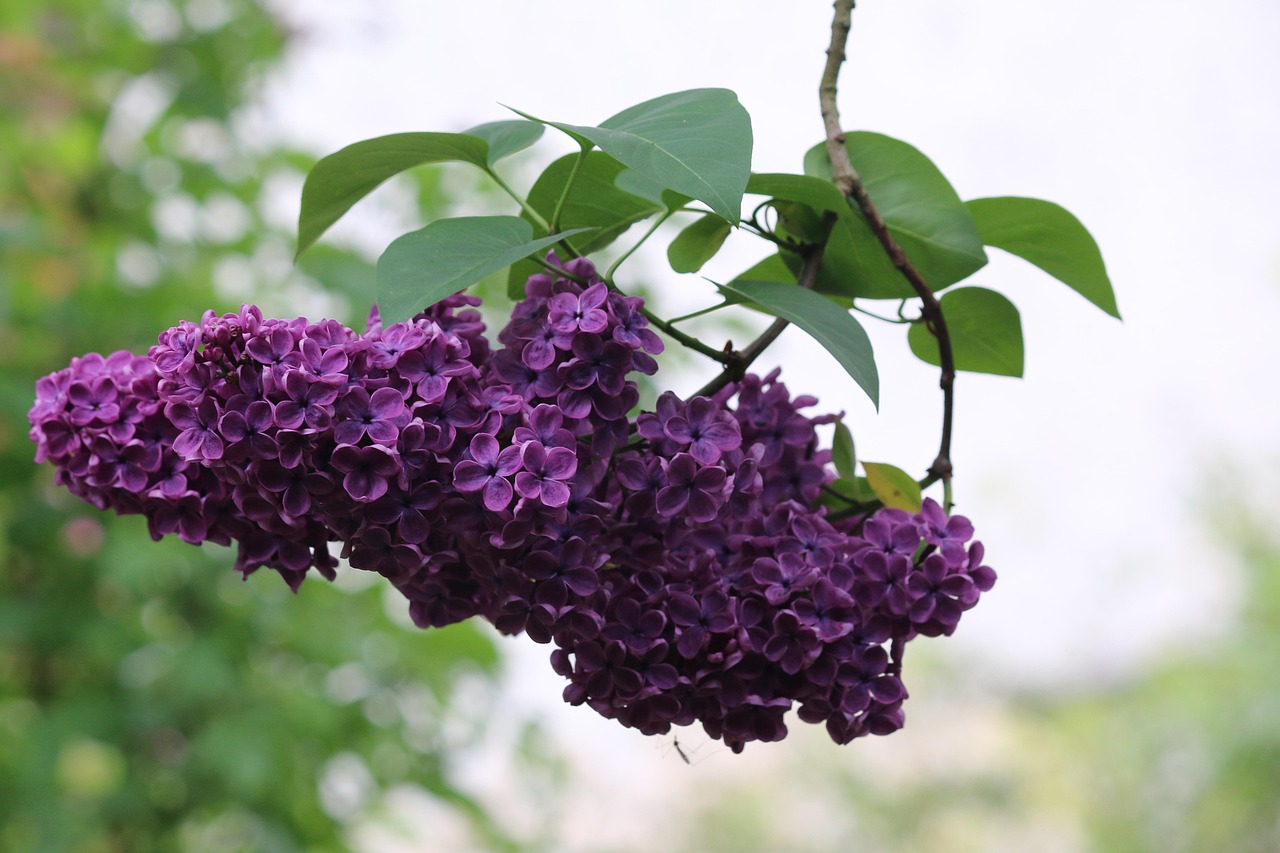 lila-flores-primavera-foto-gratis-en-pixabay-pixabay