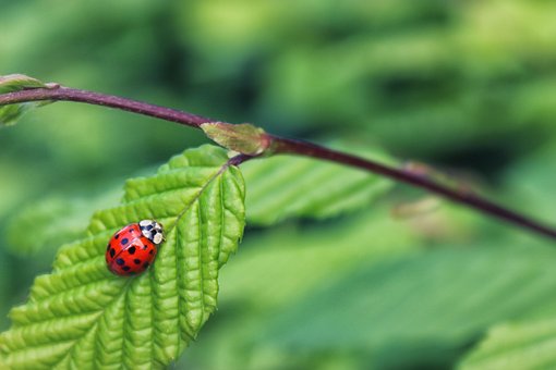 Mariquita, Naturaleza, Insecto