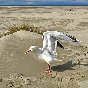 Nordsee, Möwe, Strand, Sand, Küste