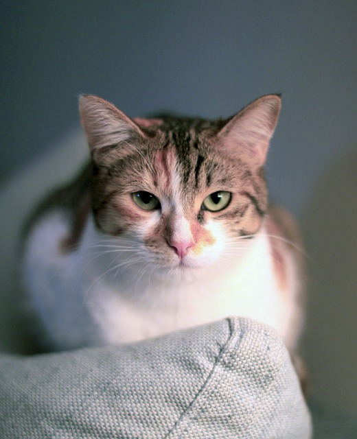 Gato, Animales, Mirada De Gato, Bigote