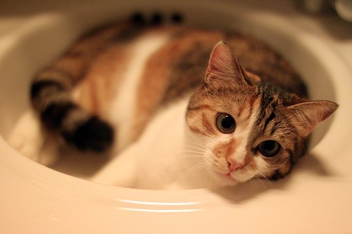 Gato, Felino, Animal Doméstico, Animal