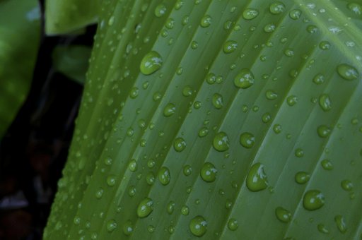 Wassertropfen Auf Blatt, Bananenblatt