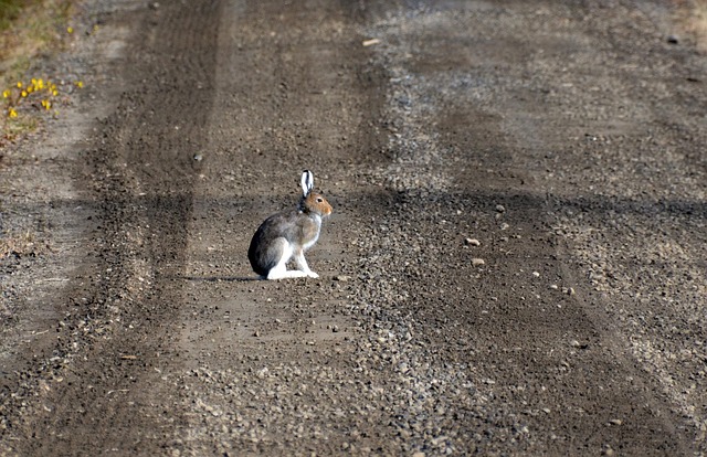 Free Hare Morning photo and picture