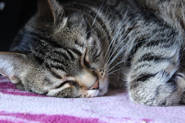Free Cat Puss photo and picture