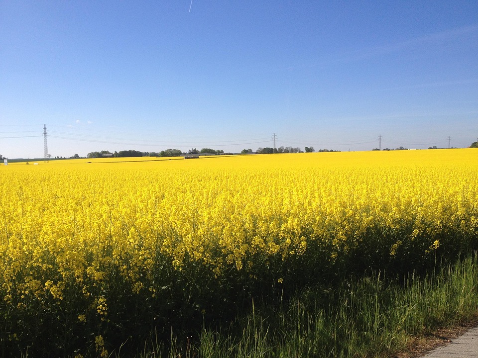 yellow fields of gold free photo on pixabay