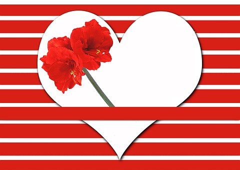 Free Heart Amaryllis illustration and picture