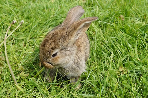 Conejo, Conejos, Linda, Animal