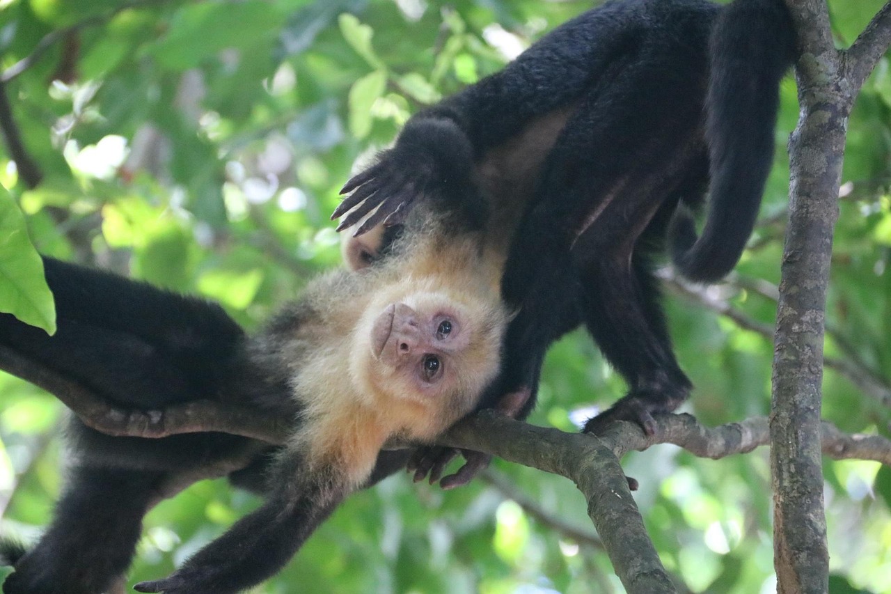 Macaco Natureza Selvagem Animais - Foto gratuita no Pixabay - Pixabay