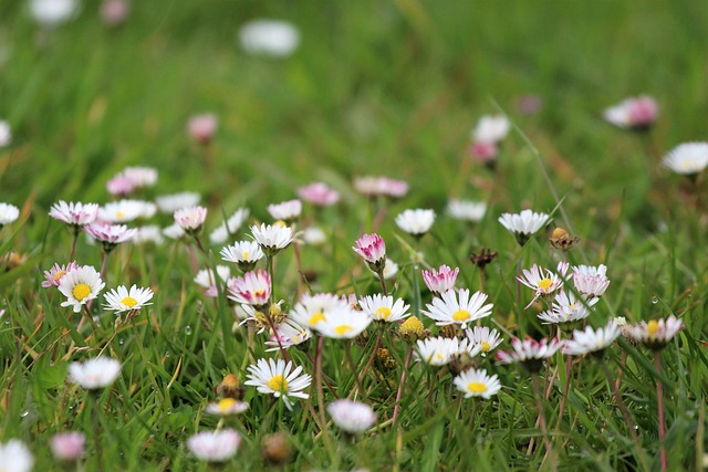 Eng, Daisy, Forår, Græsplæne