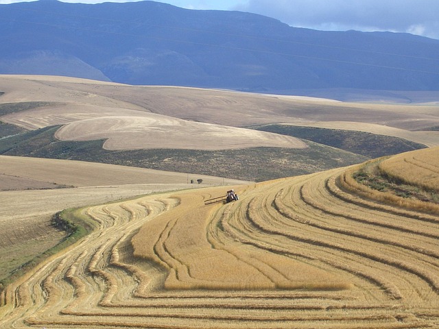 Free South Africa Harvest photo and picture