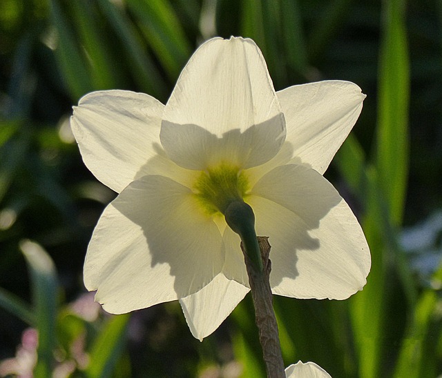 Free Flower Nature photo and picture