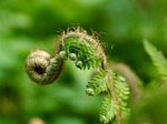 fern, green, plant