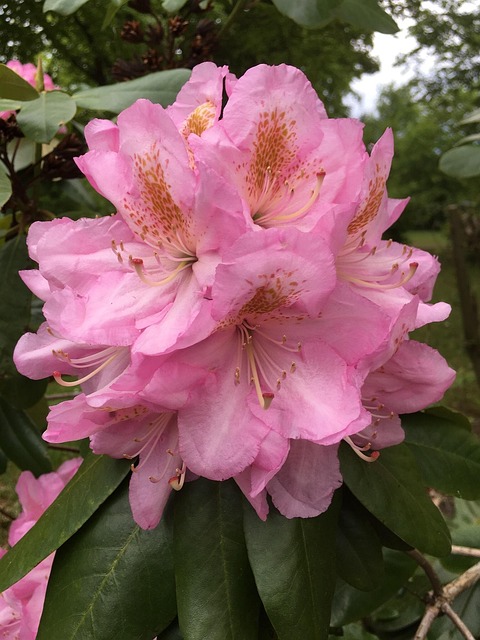 Free Pink Flowers Floral photo and picture