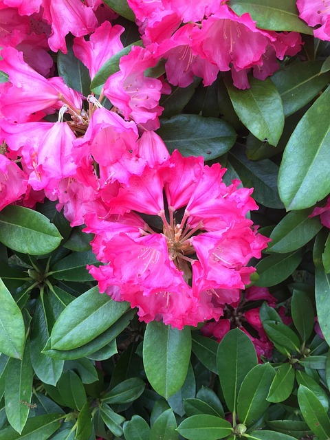 Free Flower Pink Flower photo and picture