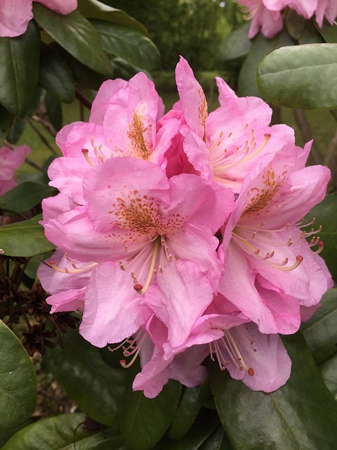 Free Pink Flower Nature photo and picture