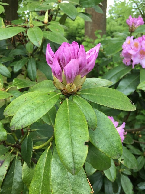 Free Pink Flower Nature photo and picture