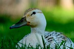 duck, white, animal