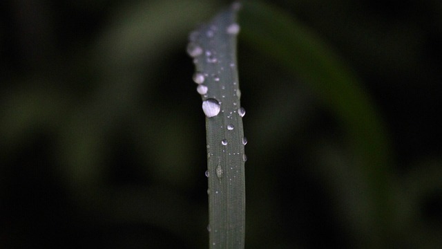 Irisl, Gotas De Agua, Naturaleza