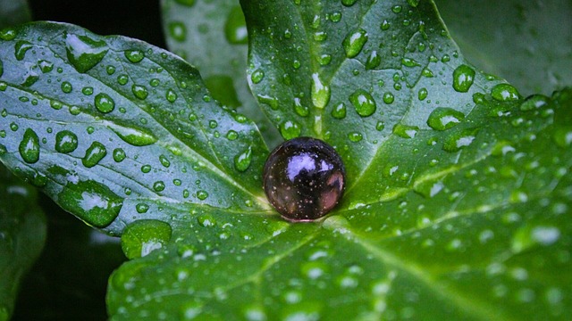 Hoja, Gotas De Agua, Marbleball
