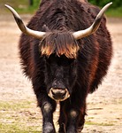 aurochs, beef, cattle