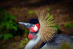 grey crowned crane, crane, bird